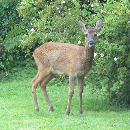 Forest Pensionat 2*