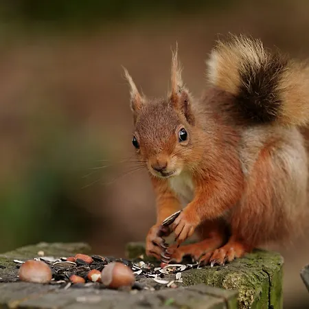 豪依森林宾馆 招待所