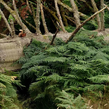 Forest Pensionat Eskdale