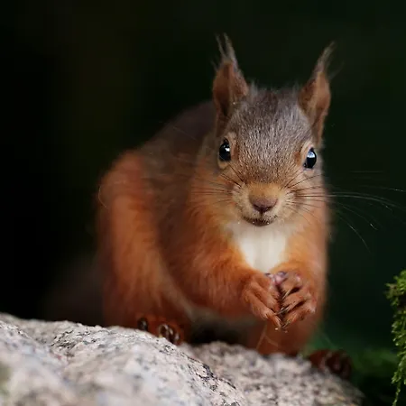 豪依森林宾馆 招待所 2*