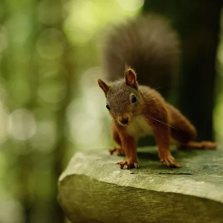 Forest Pensionat