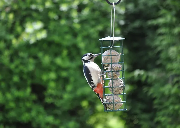 Forest How 2* Eskdale
