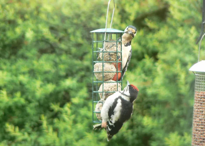 Forest How Guest house Eskdale