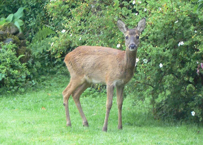 Forest How Guest house 2*