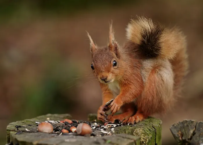 Forest How Guest house