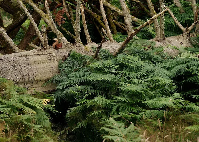 Forest How Guest house Eskdale