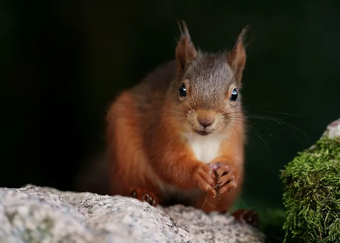 Forest How Guest house 2*