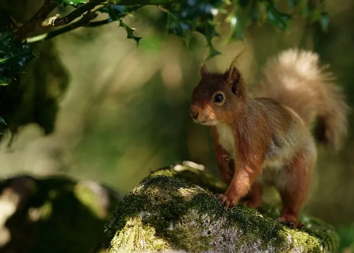 Guest house Forest How 2*